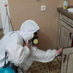 Дезинфекция от муравьев в квартире в Людиново